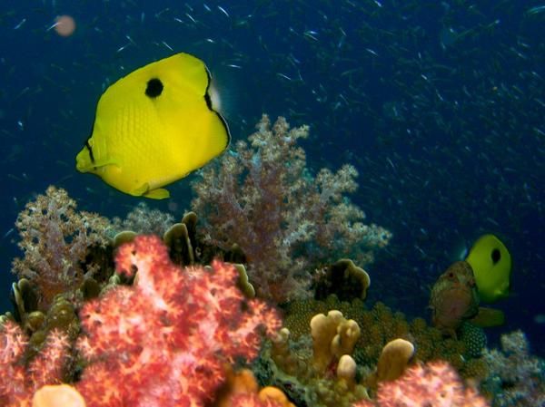 Butterflyfish - Indian Teardrop Butterflyfish