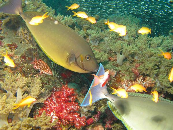 Surgeonfish - Sleek Unicornfish