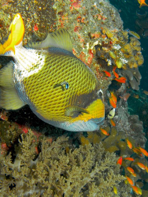 Triggerfish - Titan Triggerfish