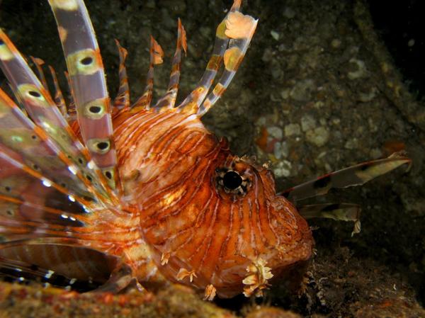 Lionfish - Lionfish