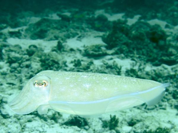 Cephalopoda - Pharaoh Cuttlefish