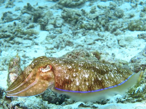 Cephalopoda - Pharaoh Cuttlefish