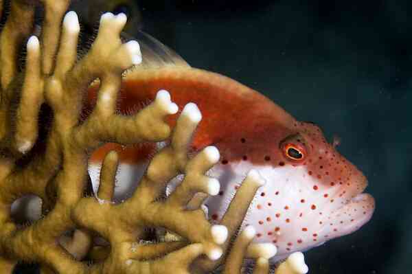 Hawkfish - Blackside Hawkfish