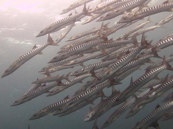 Blackfin Barracuda