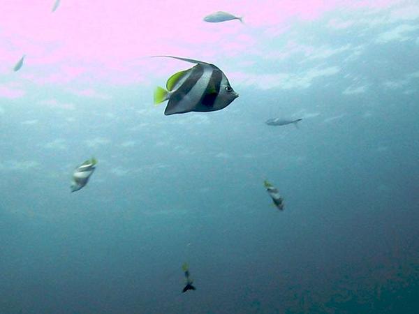 Butterflyfish - Schooling Bannerfish