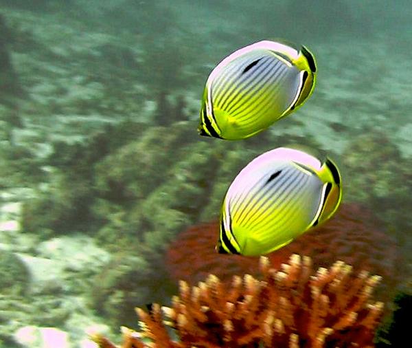 Butterflyfish - Exquisite Butterflyfish