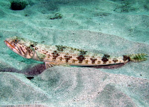 Lizardfish - Sand Diver