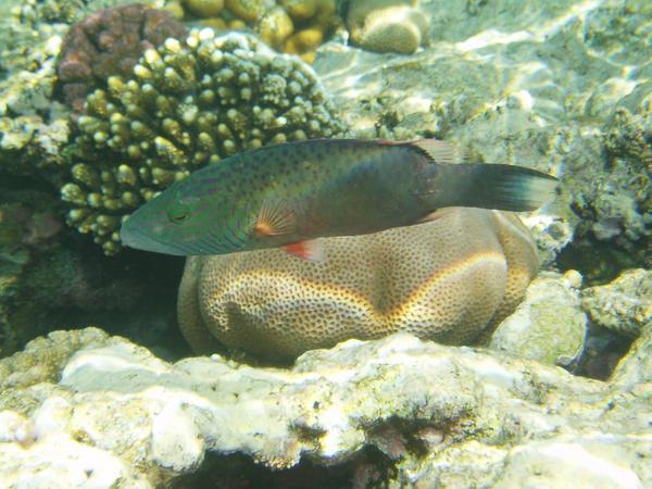 Wrasse - Cheek-lined Splendour Wrasse