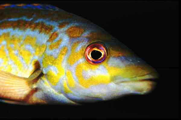 Cuckoo Wrasse - Labrus mixtus