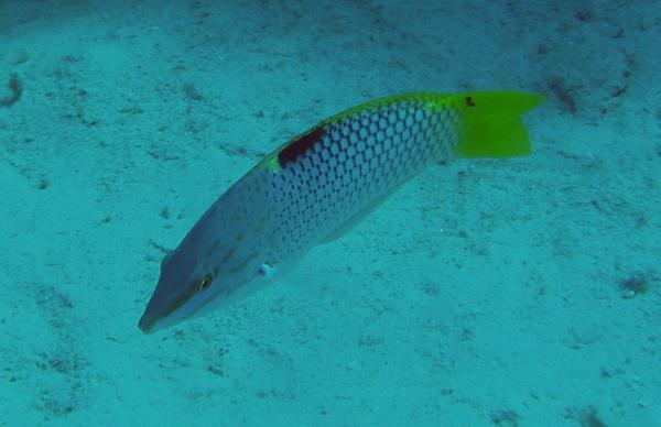 Wrasse - Checkerboard Wrasse