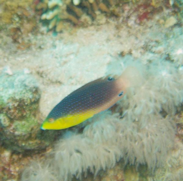 Wrasse - Twist's Wrasse