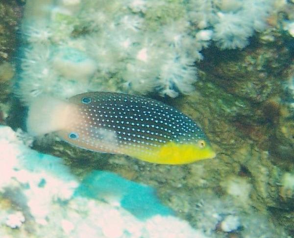 Wrasse - Twist's Wrasse