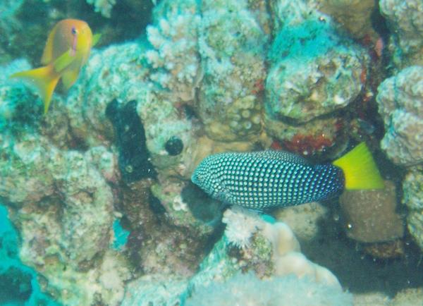 Wrasse - Yellowtail Wrasse