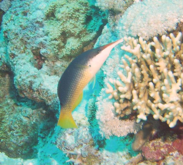 Bird Wrasse - Gomphosus caeruleus