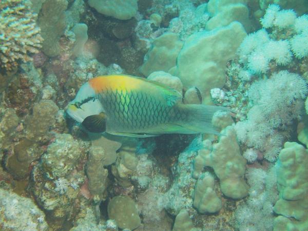 Wrasse - Slingjaw Wrasse