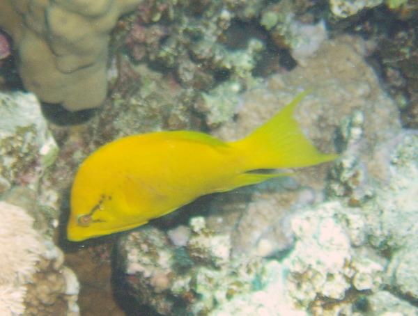 Wrasse - Slingjaw Wrasse