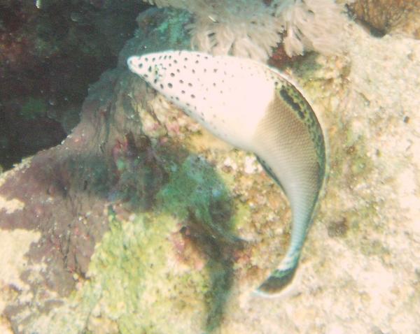 Wrasse - Clown Coris Wrasse