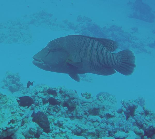 Wrasse - Humphead Wrasse