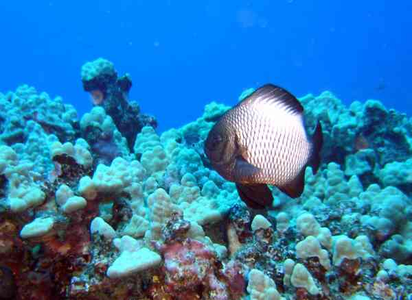 Damselfish - Rock Damselfish