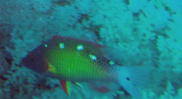 Hogfish - Diana's Hogfish