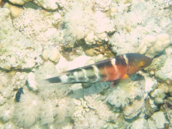 Wrasse - Red-breasted Splendour Wrasse