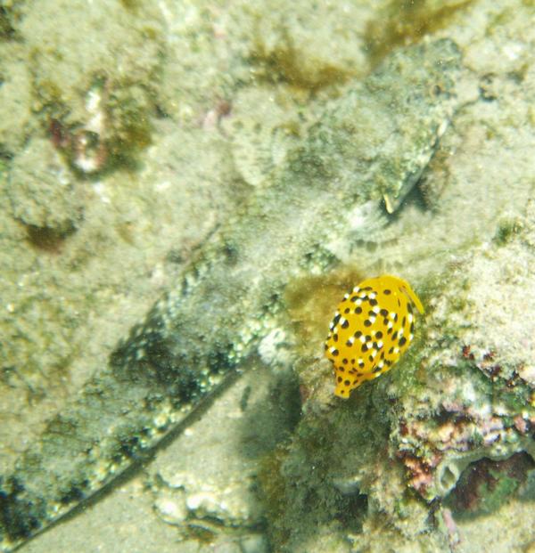 Trunkfish - Yellow Boxfish