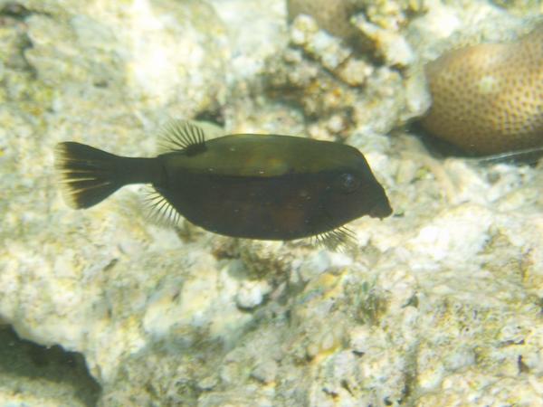 Trunkfish - Arabian Boxfish