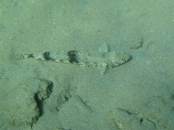 Lizardfish - Gracile Lizardfish