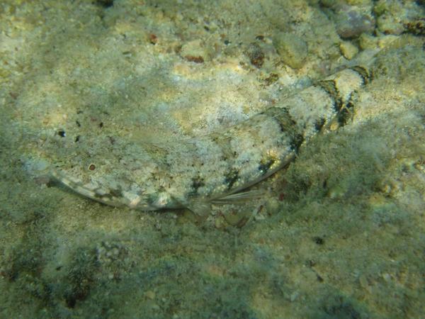 Lizardfish - Sand Lizardfish