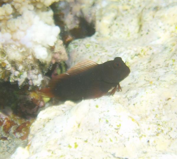 Blennies - Chestnut Blenny