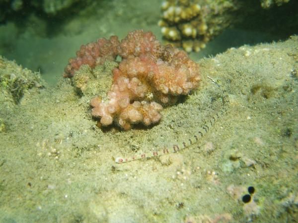 Pipefish - Network Pipefish