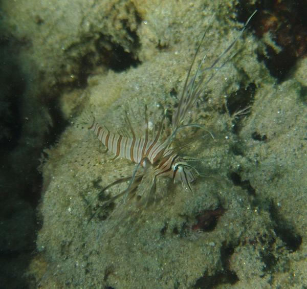 Lionfish - Russell's Lionfish