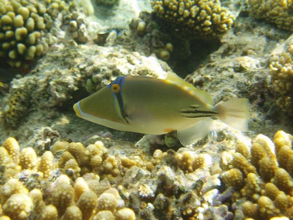 Triggerfish - Arabian Picasso Triggerfish