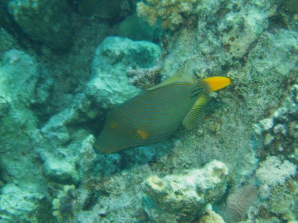 Triggerfish - Orange-striped Triggerfish