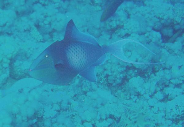 Triggerfish - Redtooth Triggerfish