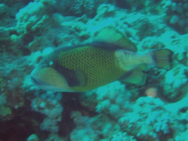 Triggerfish - Titan Triggerfish