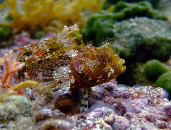 Blennies - Palehead Blenny