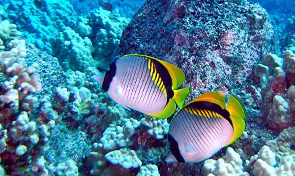 Butterflyfish - Lined Butterflyfish