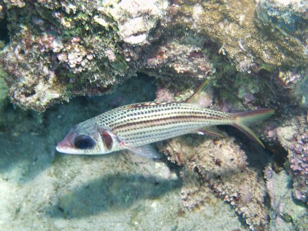 Squirrelfish - Bloodspot Squirrelfish