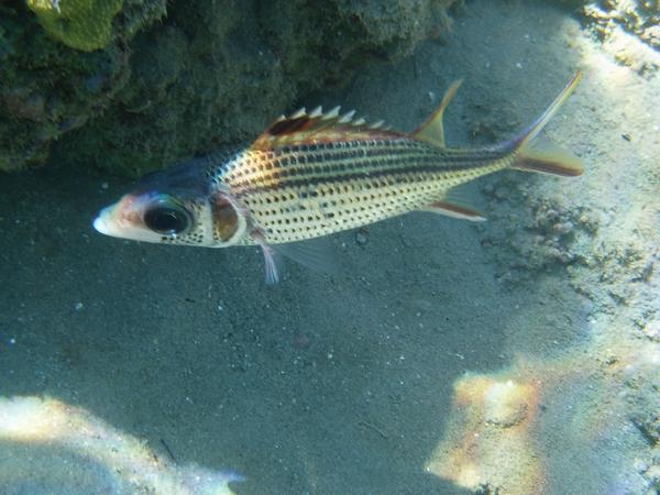 Squirrelfish - Bloodspot Squirrelfish