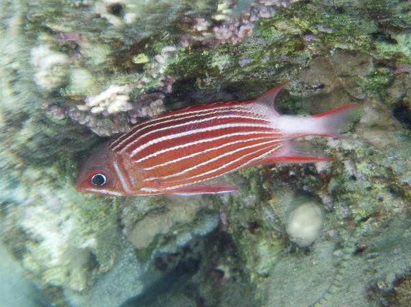 Squirrelfish - Crown Squirrelfish