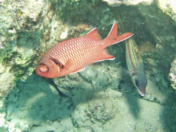 Squirrelfish - White-edged Soldierfish