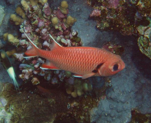 Squirrelfish - White-edged Soldierfish