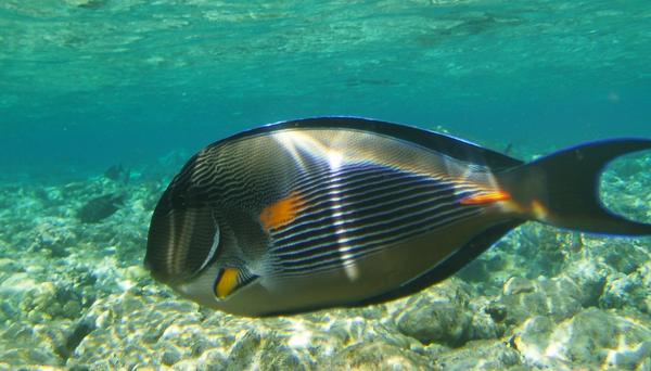 Surgeonfish - Sohal Surgeonfish