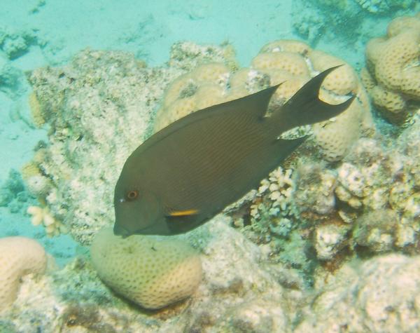 Surgeonfish - Striped Bristletooth