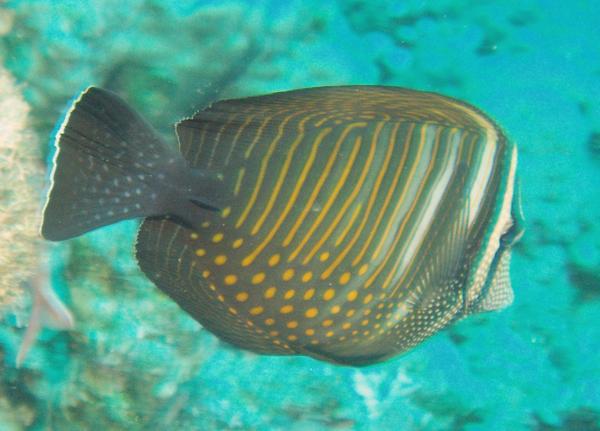 Surgeonfish - Desjardini Sailfin Tang