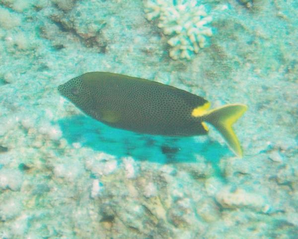 Rabbitfish - Stellate Rabbitfish