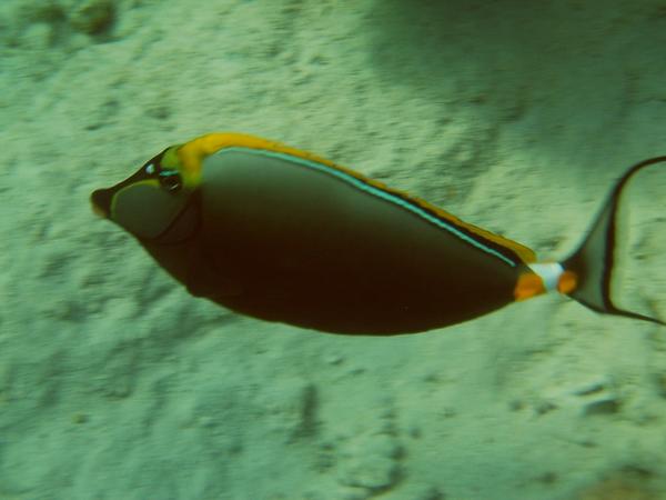 Surgeonfish - Elegant Unicornfish