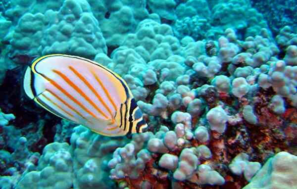 Butterflyfish - Ornate Butterflyfish