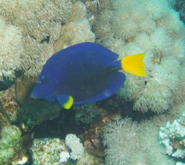 Surgeonfish - Yellowtail Surgeonfish